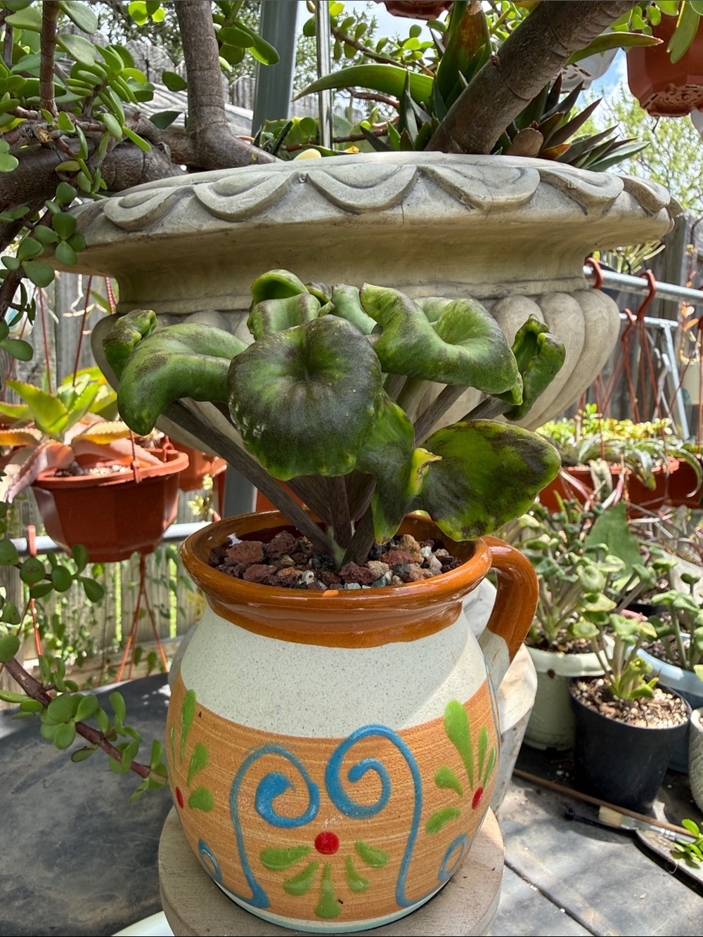 Extremely Rare & Exotic Live Succulent Plant in pot “Kalanchoe Angel Trumpet”